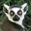 lemurPic.bmp