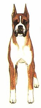 v-front.jpg