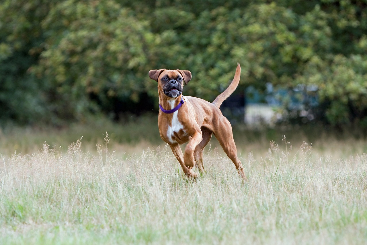 happy-dog.jpg