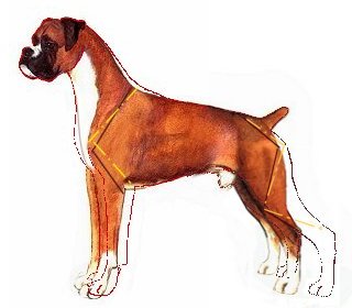 straight-front-rear.jpg
