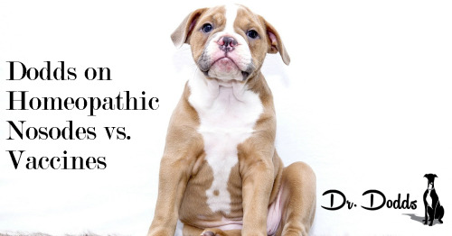 Nosodes Instead Of Vaccines Doberman Chat Forum Nosodes Instead Of Vaccines Doberman Chat Forum