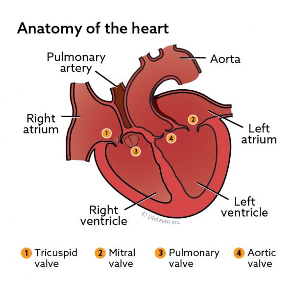 heart_anatomy_2021.ashx